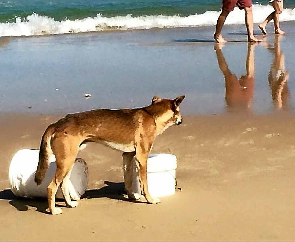 CONCERN ABOUT DINGO DEATH: A dingo is photographed near a bait bucket on a beach at Fraser Island. CONCERN ABOUT DINGO DEATH: A dingo is photographed near a bait bucket on a beach at Fraser Island.